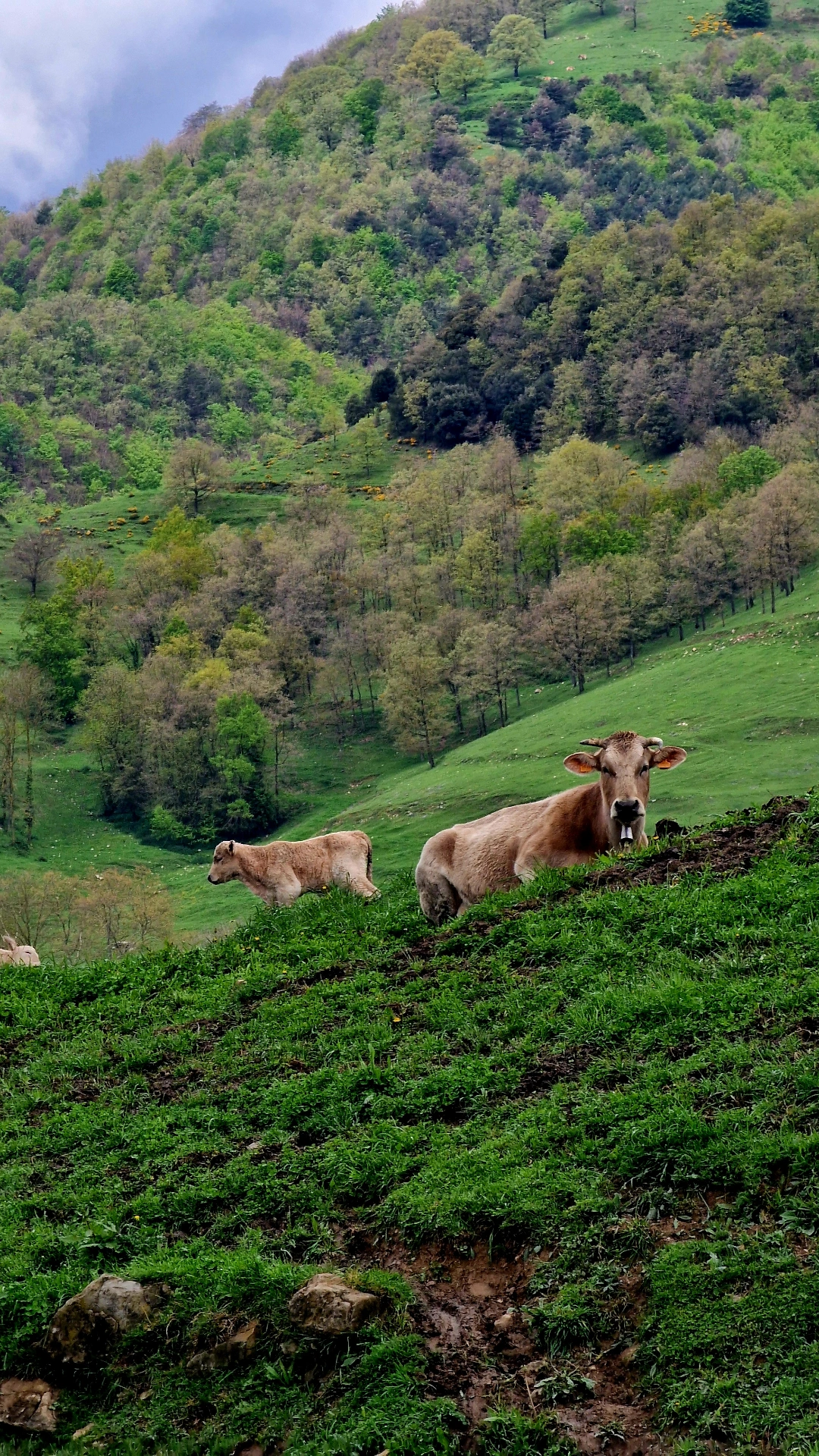 Vaques pasturant en un prat verd a les muntanyes de la Vall de Camprodon, entorn natural de la masia rural Mas Pairó