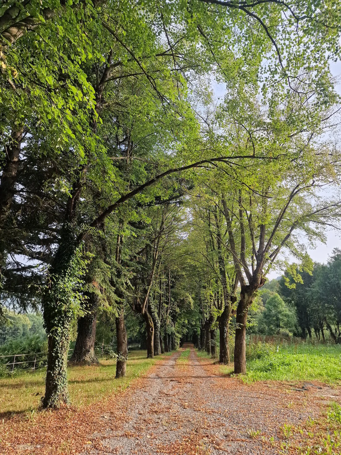 El Bosc Màgic